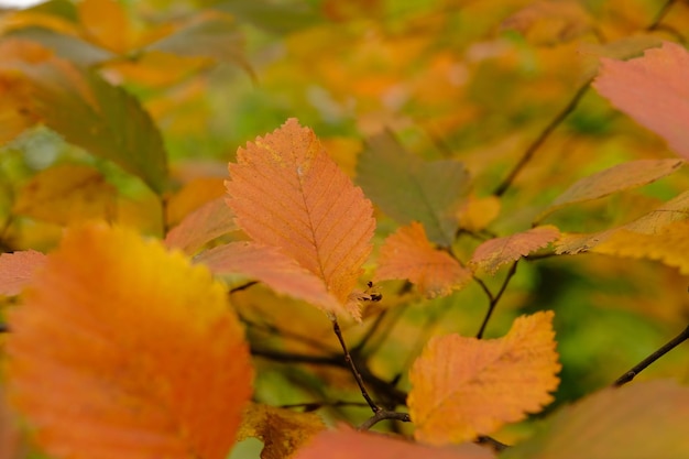 Coloridas hojas rojas y verdes en el árbol en otoño