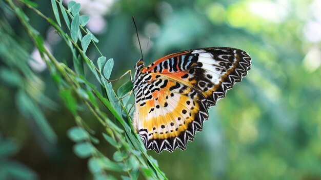 Coloridas mariposas en las hojas.