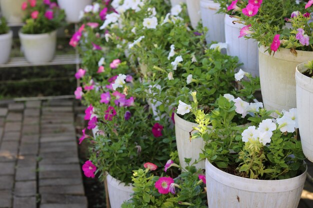 Las coloridas petunias de hermosas flores florecientes están cuidadosamente dispuestas en un estante de flores. p de alta calidad