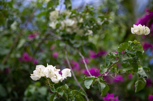 Coloridas plantas y flores en la isla de Madagascar