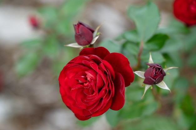 Coloridas rosas que florecen en el jardín Primer plano fondo borroso