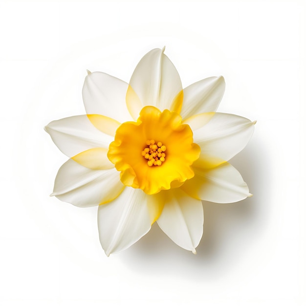 Foto colorido aislado de flor de narciso destacando su forma de trompeta concepto creativo diseño de idea