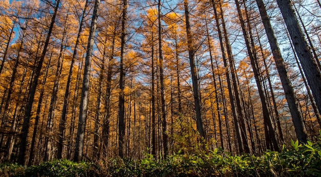 Colorido de Alerce amarillo deja en otoño y temporada de otoño