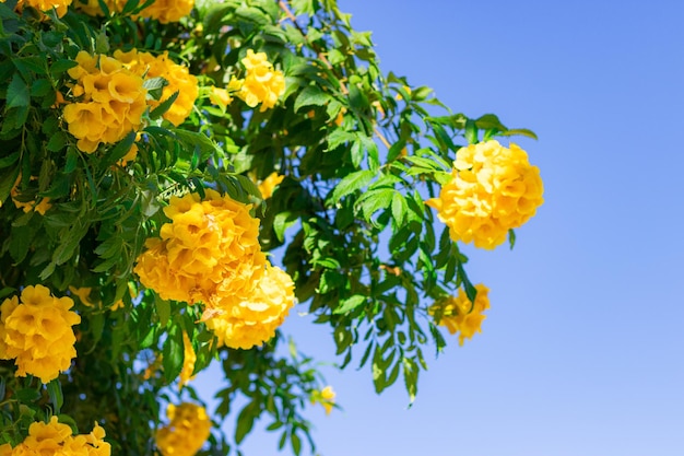 El colorido amarillo lantana camara florece en el jardín cuando hace buen tiempo en un macizo de flores de madera concentración de floristería flores en crecimiento