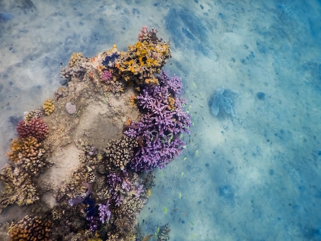 Colorido arrecife de coral con suelo de arena en el mar