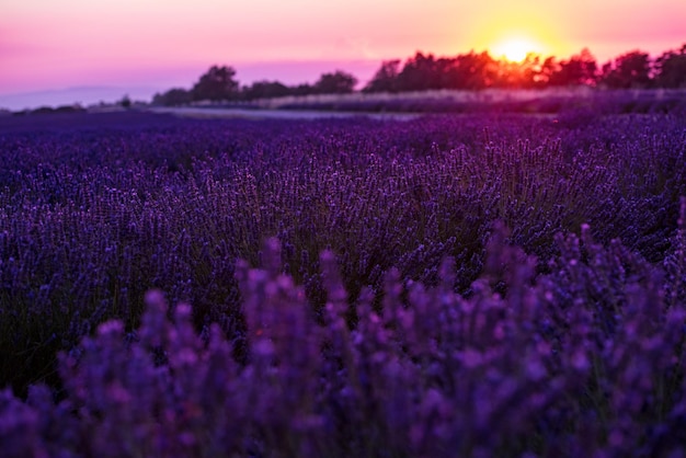 colorido atardecer en el campo de lavanda en verano flores aromáticas moradas cerca de valensole en provence francia