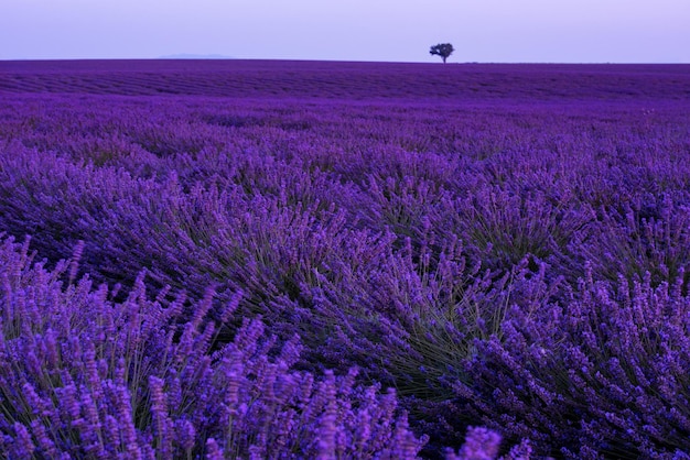 colorido atardecer en el campo de lavanda en verano flores aromáticas moradas cerca de valensole en provence francia