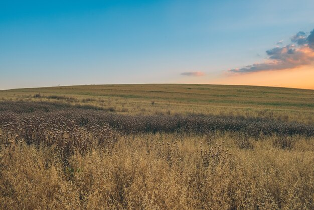 Colorido atardecer sobre campo agrícola