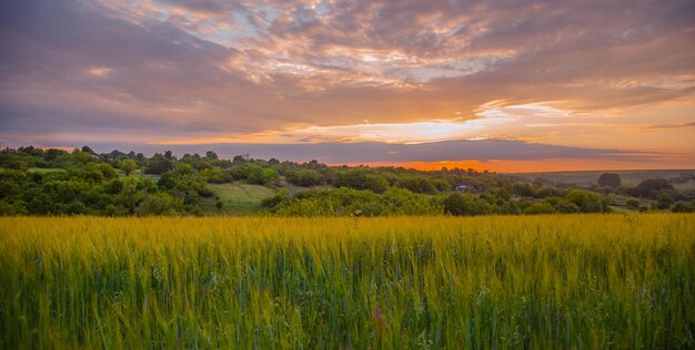 Colorido atardecer sobre campo de trigo con destello de lente