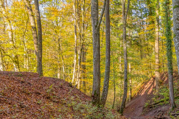 el colorido bosque de otoño