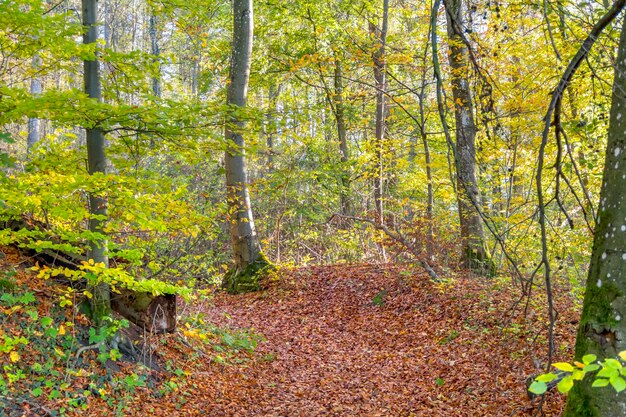 el colorido bosque de otoño