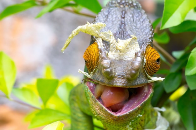 Un colorido camaleón en una rama en un parque nacional en la isla de Madagascar