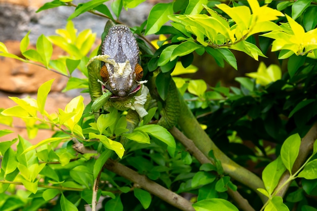 Un colorido camaleón en una rama en un parque nacional en la isla de Madagascar