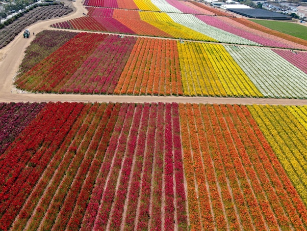 Colorido campo de flores de Ranunculus gigante durante la floración anual que va de marzo a mediados de mayo