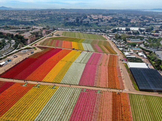 Colorido campo de flores de Ranunculus gigante durante la floración anual que va de marzo a mediados de mayo