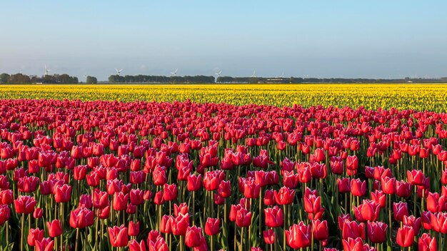 Un colorido campo de tulipanes holandeses rojos y amarillos.