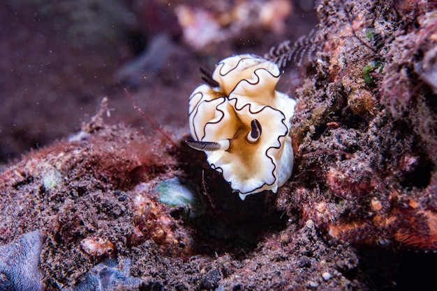 Colorido chromodoris nudibranch detalle macro de primer plano en Indonesia