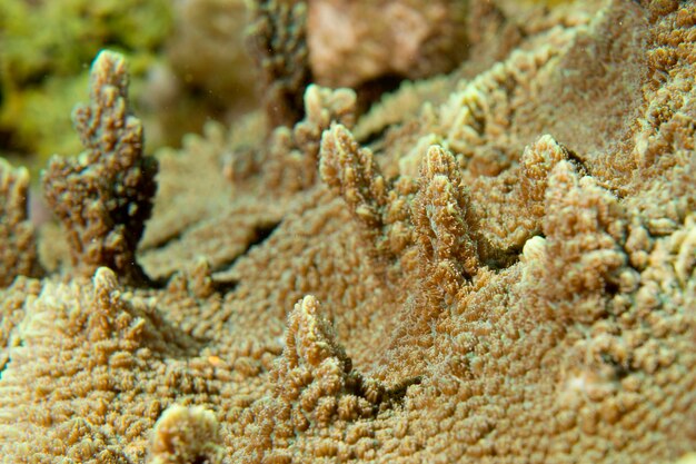 Un colorido coral duro en Cebu, Filipinas