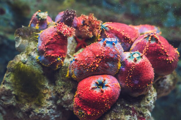 Colorido coral lobophyllia LPS en un acuario tropical