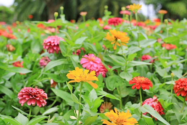 Colorido da flor do zinnia no jardim.