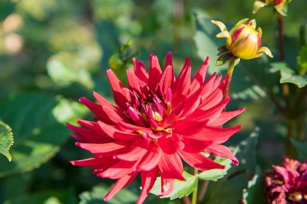 Colorido dahlia flor closeup contra verde