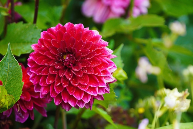 Foto colorido dahlia flor closeup contra verde