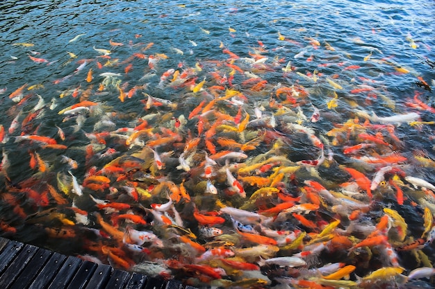 Colorido de peixes de artesanato Koi nadando em um lago, abstrato desfocar o fundo