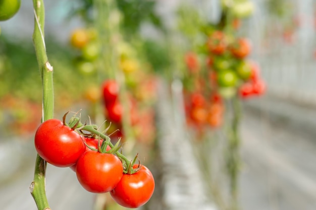 Colorido desde la escala cruda hasta la madura de los tomates vista desde un invernadero