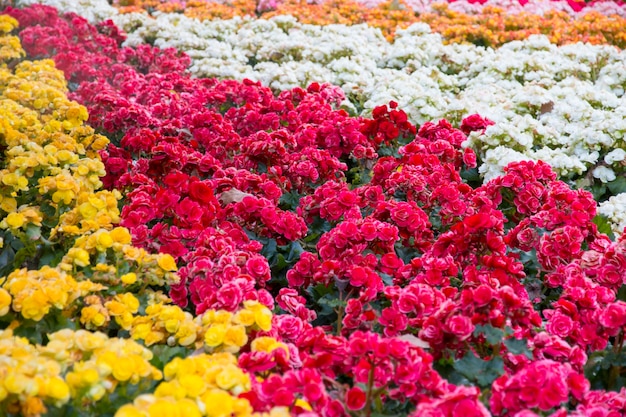 colorido de la flor de begonia en el jardín