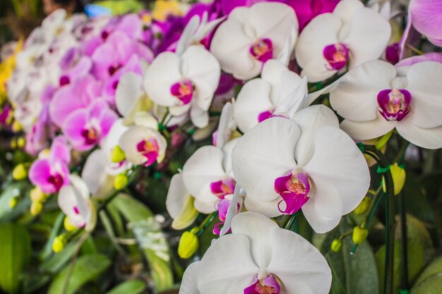 Colorido de flores blancas