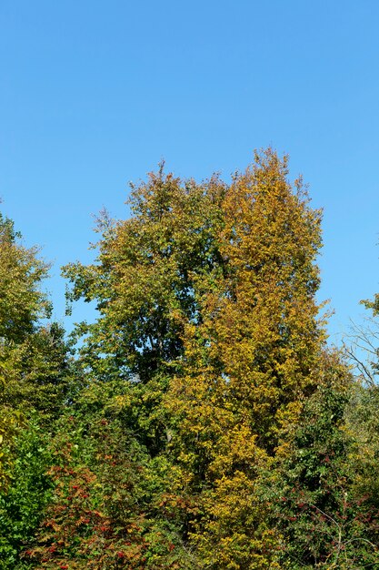 Colorido follaje amarillento en la temporada de otoño, clima cálido y soleado en medio del otoño