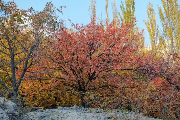 Colorido follaje de huerta orgánica en otoño. Valle de Hunza, Gilgit Baltistan, Pakistán.