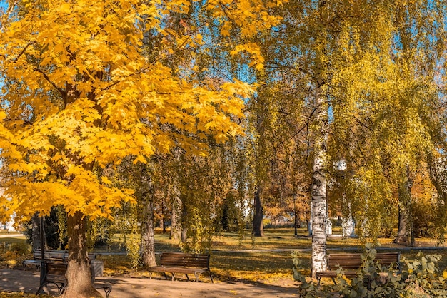 Colorido follaje en el parque otoño