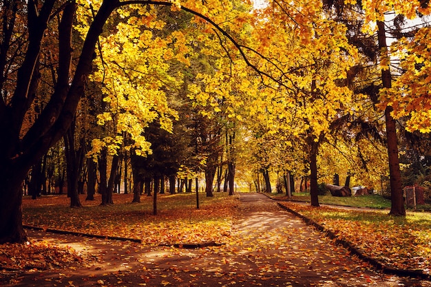 Colorido follaje en el parque otoño