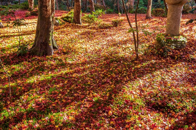 Colorido follaje que cae en el jardín