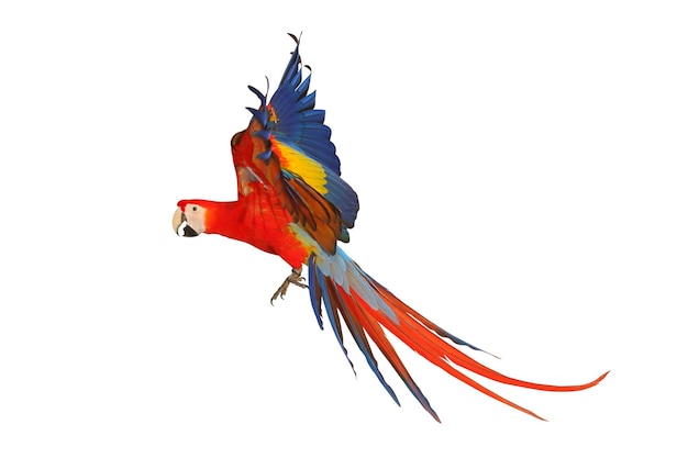 Colorido de guacamayo escarlata volando aislado sobre un fondo blanco