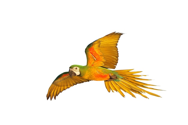 El colorido guacamayo volador aislado sobre un fondo blanco