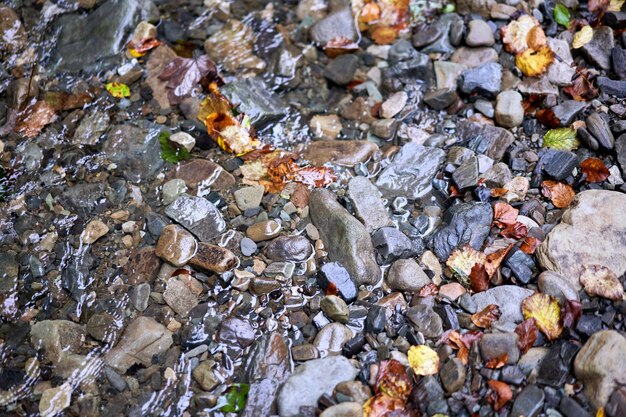 Colorido guijarro mojado en agua corriente con fondo de hoja caída de otoño Cerrar temporada de otoño