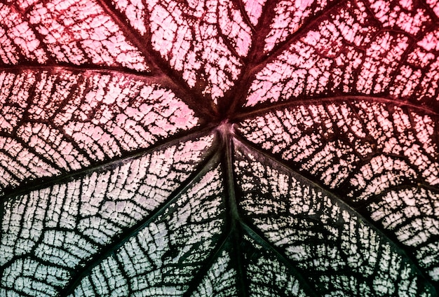 Colorido de hoja con dos tonos.