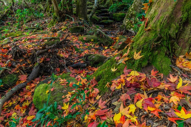 Colorido de las hojas de arce en las rocas verdes en la estación del otoño en el santuario de fauna de Phu-Luang, Tailandia.