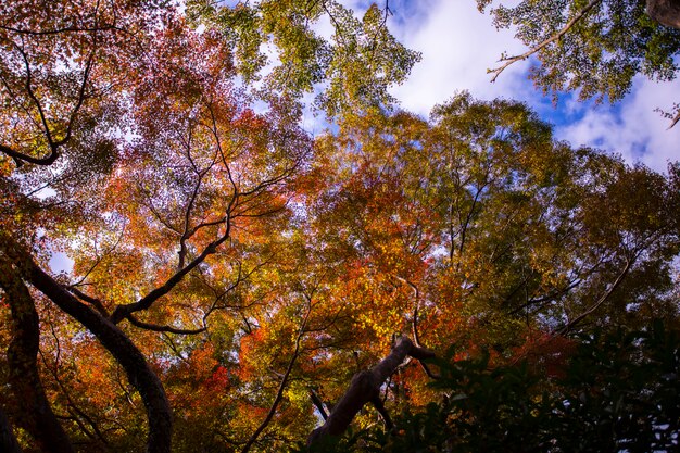 Colorido de hojas otoñales osaka japón