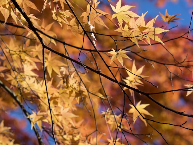 Colorido de hojas en otoño, Japón.