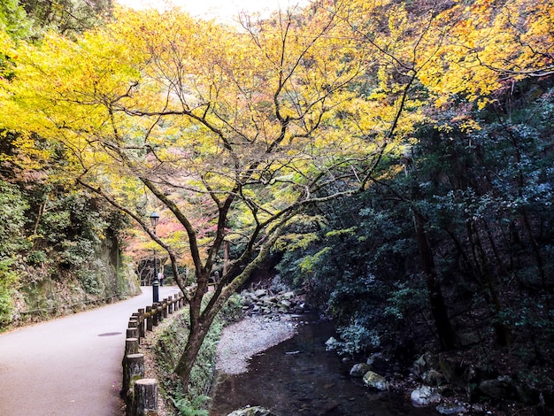 colorido de hojas en el otoño, Nikko, Japón