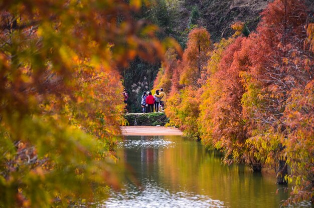 Colorido invierno ciprés calvo volviéndose rojo en otoño en un hermoso jardín en Sanwan Miaoli Taiwán