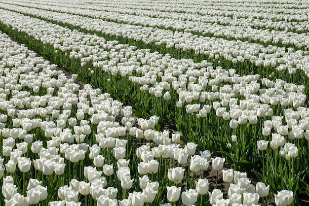 un colorido lecho de tulipanes holandeses blancos.