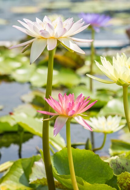 Colorido lirio de agua o flor de loto