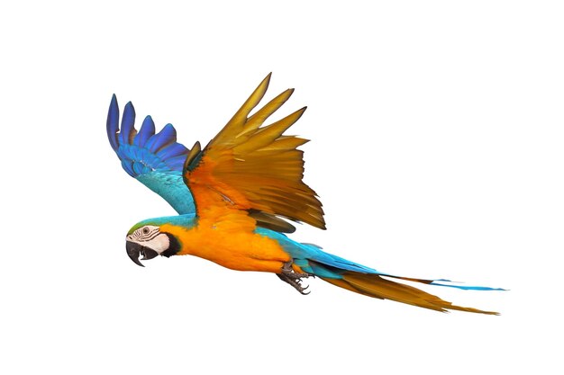 El colorido loro arao azul y dorado volador aislado sobre un fondo blanco