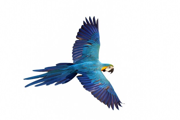 El colorido loro arao azul y dorado volador aislado sobre un fondo blanco