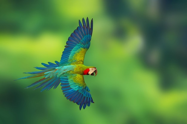 Foto colorido loro guacamayo arlequín volando sobre fondo verde de la naturaleza
