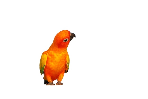 El colorido loro Sun Conure aislado sobre un fondo blanco